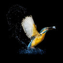 Kingfisher T-shirt