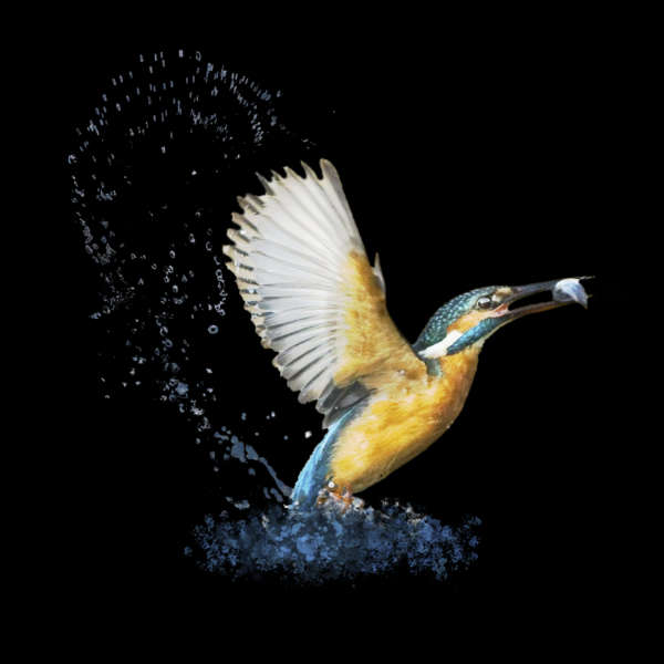 Kingfisher T-shirt